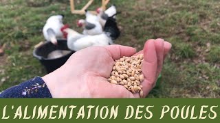 Pas de maïs pour les poules ! Quels grains je donne à mes volailles (je fais le mélange moi-même)