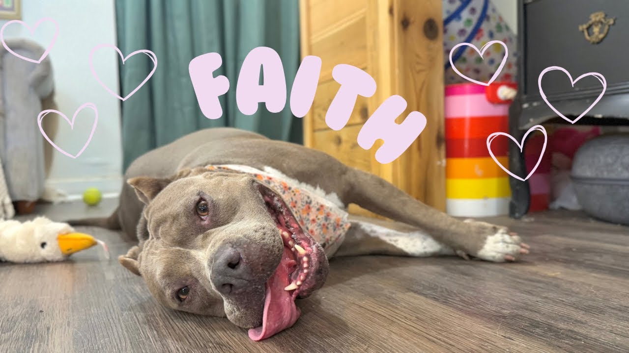 Enlarge Faith Cuddles, a Adoptable mixed breed in Friendswood, TX video 6/6