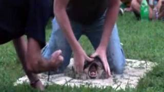 Turtle Torment Is No Contest