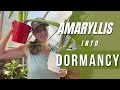 How to put an amaryllis into dormancy🌺reblooming amaryllis bulbs