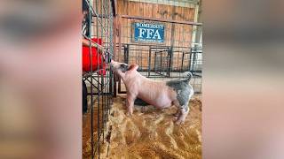 16 animals killed, 4 injured at Somerset ISD agriculture barn after stray dog attack, district says