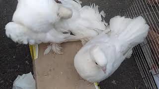 preview picture of video 'পায়রা ও খরগোশ বাজার | Pigeon Market | Rangpur'