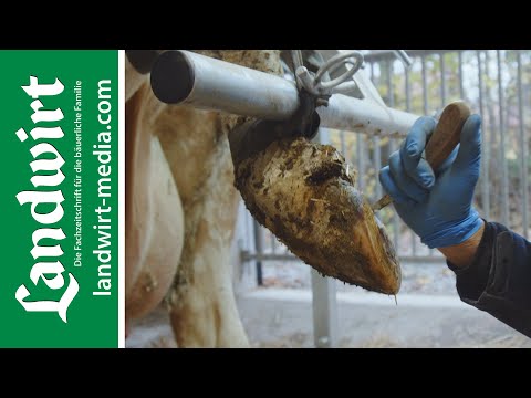 Richtige Klauenpflege Teil 1 | landwirt-media.com