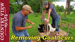 First Time Removing Goat Scurs - Homestead VLOG