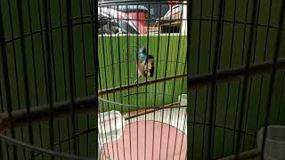 Download lagu burung korlap gacor mp3 Download lagu burung korlap gacor mp3