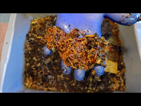 ANC worm bin 12 days after "mini lasagna" feeding & check on cocoons - vermicompost