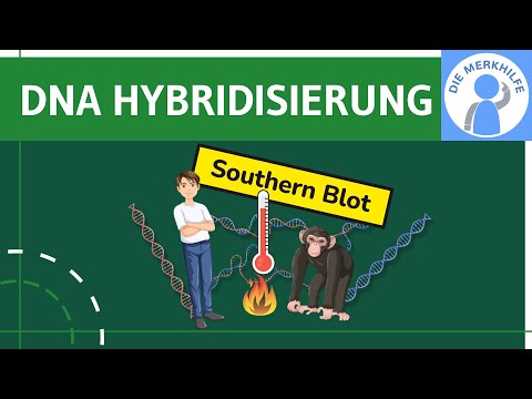 Video Thumbnail: DNA Hybridisierung - Definition, Vorgang, Ablauf, Southern Blot, Einzelstrang & Doppelstrang erklärt