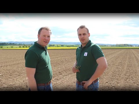 KWS Mais-Blog 2019 - Teil 5 (Bestandsentwicklung)