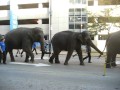 RINGLING ELEPHANTS WALK OUT ST LOUIS