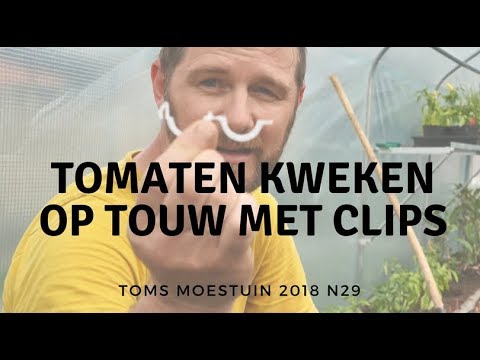 , title : 'TM18#29 / Tomaten kweken op touw met tomaten clips'