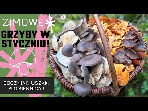Kosz Zimowych Grzybów w Styczniu! – Trójca Zimowa Znaleziona. Zimowe Grzyby Jadalne.