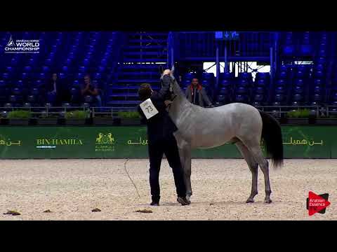 N.73 FIGARO - Paris 2017 - Yearling Colts (Class CM4A)
