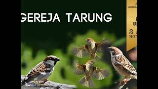 Download lagu masteran gereja tarung paling jernih dan mudah diinget buat jagoan kicau mania... mp3 Download lagu masteran gereja tarung paling jernih dan mudah diinget buat jagoan kicau mania... mp3