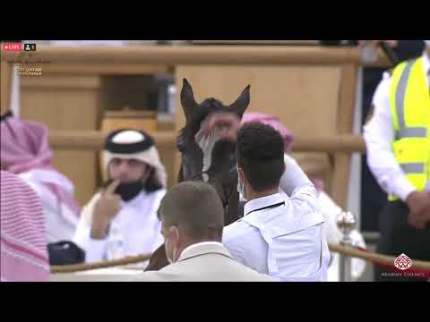 N 192 ASRAR AL AMMAR   23rd Qatar National Arabian Horse Show   Yearling Fillies Class 3D