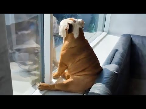 Ces drôles de chiens vous feront mourir de rire