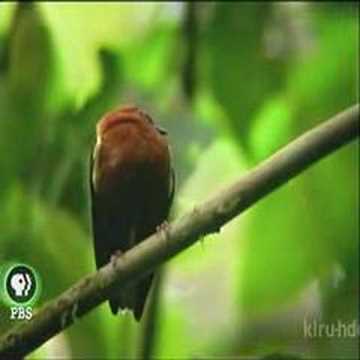 Rajka kráľovská (Cicinnurus regius) — správanie a displej