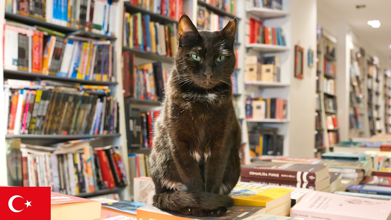 【作業用ネコ動画】イスタンブールの猫と環境音だけ3時間