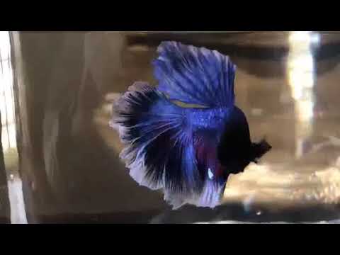 Betta Fish