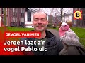 Gehandicapte vogel Pablo wandelt elke dag met z’n baasje | Omroep Brabant