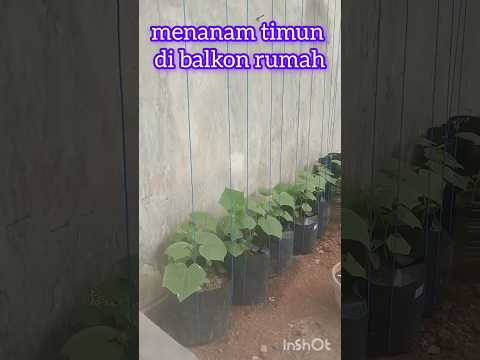 , title : 'menanam timun di balkon rumah | growing cucumbers on the balcony of the house #shorts #viral'