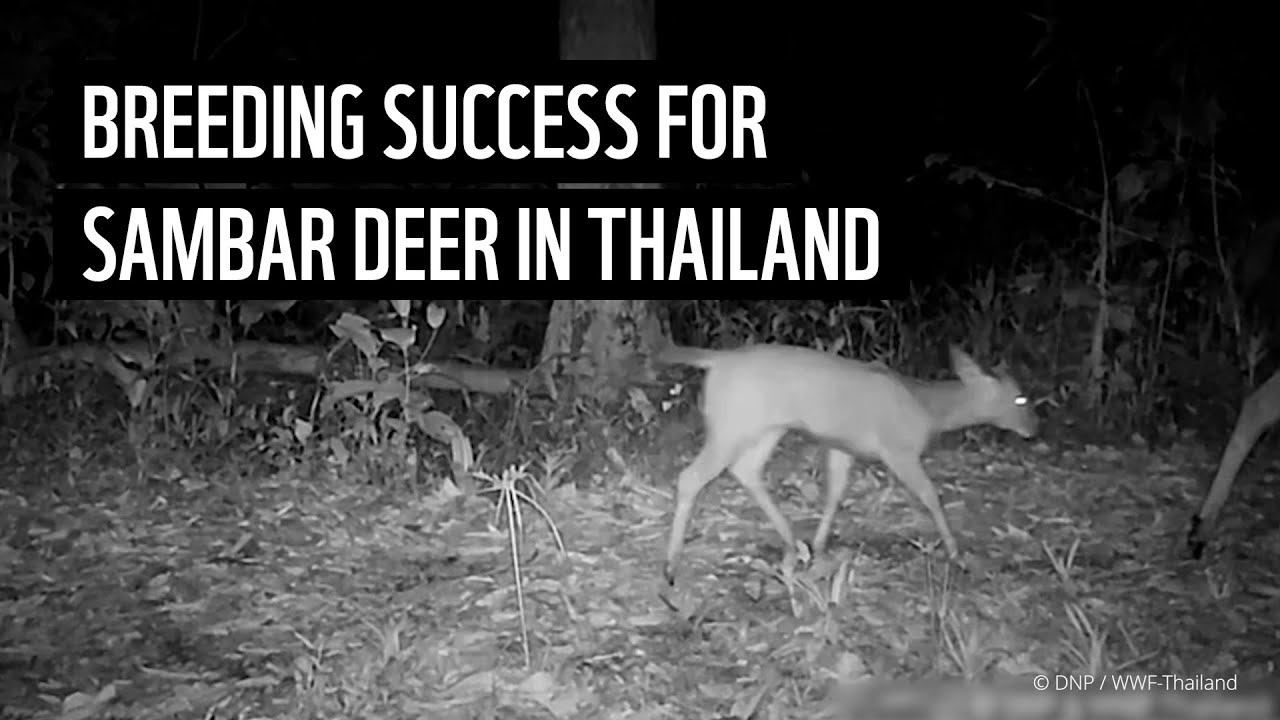 Conservation is working in Thailand's tiger landscapes