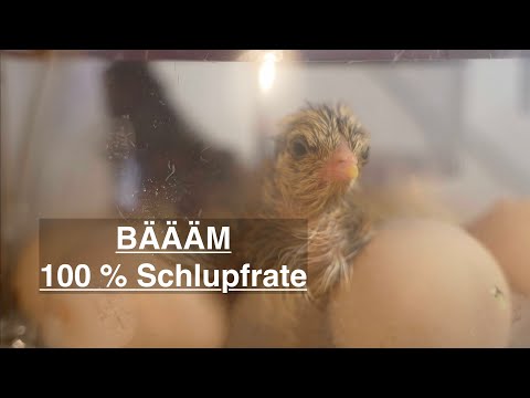 100 % SCHLUPF-RATE KRASS das geht mit unserer MINI 2 EX Brutmaschine!!!