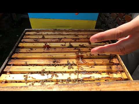 Pravilno dodavanje traka protiv varoe