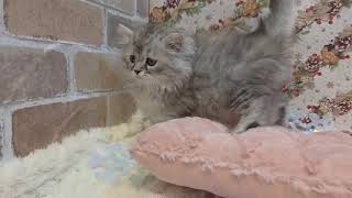 サイベリアンの動画01