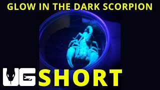 Download lagu Malaysian Forest Scorpion under a black light! #scorpion #blacklight #shorts #short mp3