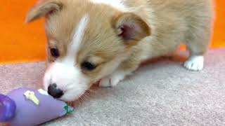 コーギーの動画01