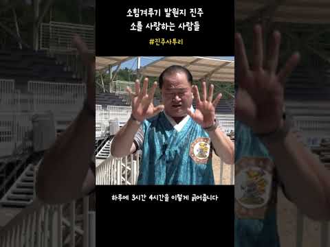 [진주웹진_가을호_진주사투리]3️⃣소힘겨루기의 발원지 진주, 소를 사랑하는 사람들 #진주문화관광재단 #shorts 썸네일 이미지