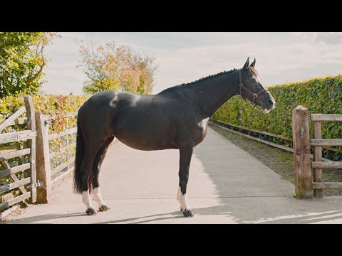 lfs qualise standing and trot up