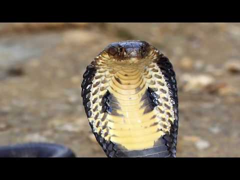 Animal Jam - Ask Brady: Why is the king cobra called the king?