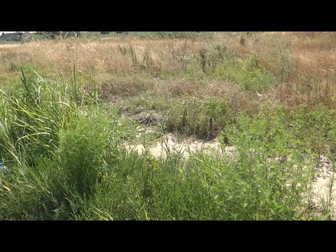 Ambrozija ušla u sezonu cvetanja, količine polena veoma visoke