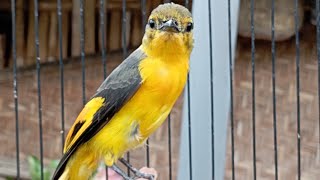 Download lagu Mantenan Gunung/Himalaya Nembak Rapat mp3