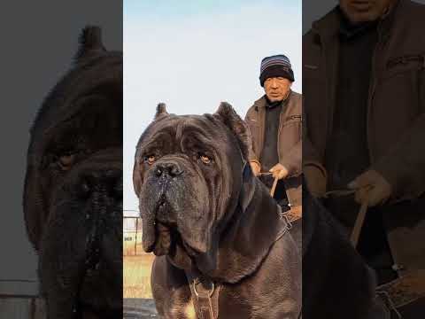 7 most deadliest and dangerous dog breeds in the world 😱🔥 #shorts