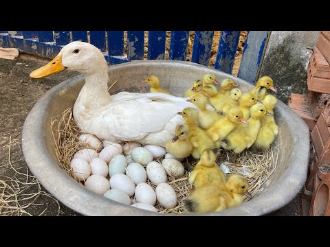 Amazing Pekin Duckling Hatching From Eggs - Nee Baby Duck
