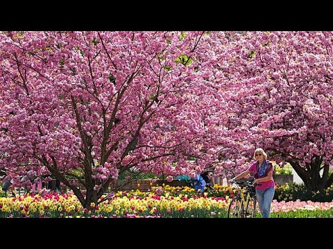 Video Thumbnail: Rosa Frühling: Hier blühen Deutschlands schönste Kirschbäume