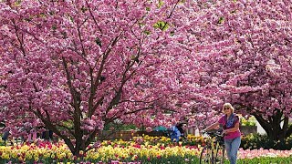 Rosa Frühling: Hier blühen Deutschlands schönste Kirschbäume