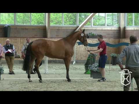 RD08 Holsteiner Stute von Cascadello I - Cassini I - Caligula I