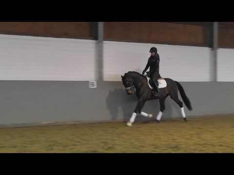 Weidenhof-Verkaufspferd: FOR ROBBIE *2014 Oldenburger Hengst v. Franziskus