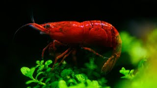 水族放鬆音樂 | 極火蝦 | relaxing music aquarium