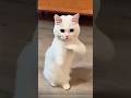 Chai Pienge Ham To Chai Pienge Funny Comedy Cat