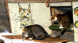 preview picture of video 'В гостях очень голодный соседский кот Серый ПАПА!'