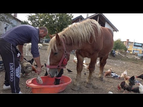 Ferma lui Adi de la Tampa, Hunedoara - 2019 Nou!!!