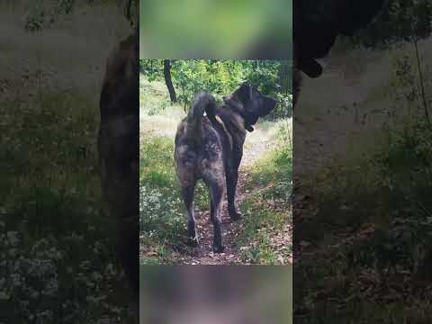 Greek Molossus of Epirus