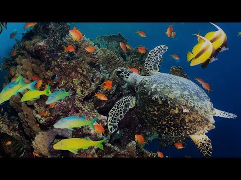 Das Leben zwischen den Korallenriffen [Doku]