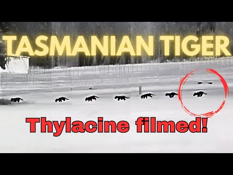 Extinct No More? Tasmanian Tiger Filmed on Mainland Australia (Oct 2025