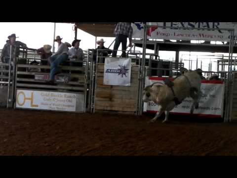 BLENDERHEAD BULL CALF