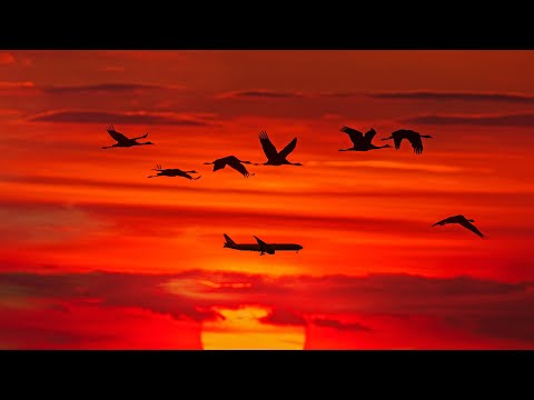 Nigel Good - Flight [Silk Music]